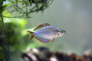 Melanotaenia praecox - Dwarf Neon Rainbowfish