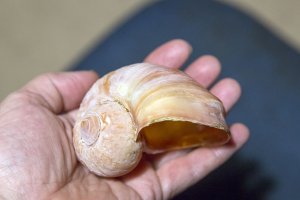 Apple Snail - Pomacea diffusa