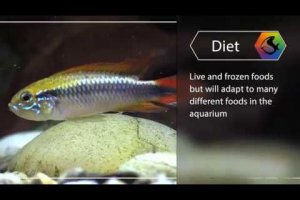 Mini fish profile - Agassizi's Dwarf Cichlid