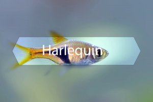 Mini fish profile - Harlequin