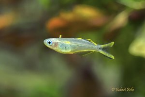 Forktail Rainbowfish