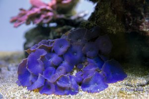 Blue mushroom coral