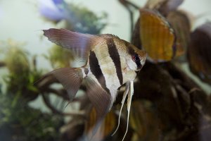 Altum angelfish and wild discus