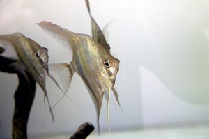 Altum angelfish and wild discus