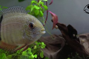 Tropical fish (random footage)