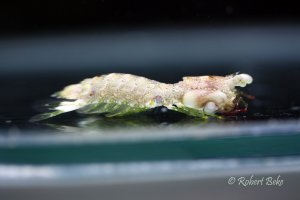 Stomatopoda - Mantis shrimp