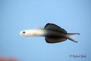 Scissortail Dartfish - Ptereleotris evides