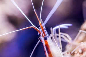 Lysmata amboinensis - Cleaner shrimp