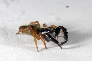 Trite planiceps - Black headed jumping spider