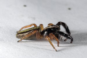 Black headed jumping spider - Trite planiceps
