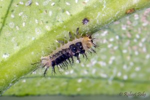 Steelblue Ladybird - Halmus chalybeus