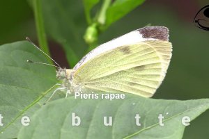 White butterfly - Pieris rapae