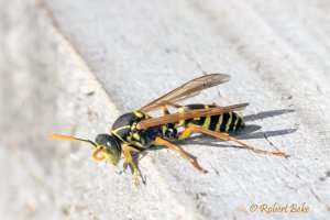 Asian Paper wasp