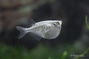 Spotted Hatchetfish