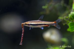 Golden Pencilfish - Nannostomus beckfordi