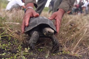 The Return of Tortoises to Santa Fe Island - June 27, 2015