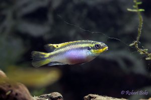 Pelvicachromis taeniatus