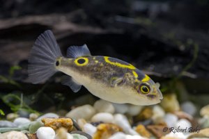 Figure 8 puffer - Dichotomyctere ocellatus