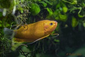 Orange Thick Lipped Gourami - Trichogaster labiosa