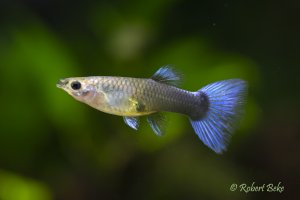 Blue Neon Guppy Female - Poecilia reticulata