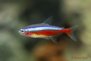 Cardinal tetra - Paracheirodon axelrodi