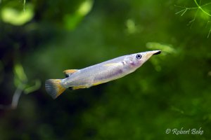 Celebes Halfbeak - Nomorhamphus liemi