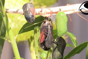 Monarch Butterfly Emerges from Chrysalis