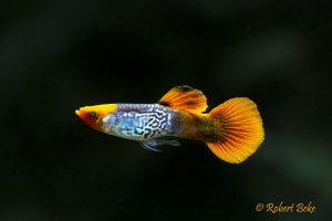 Red Cap Cobra Guppy - Poecilia reticulata