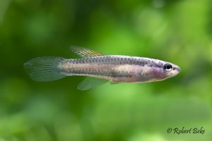 Aphyosemion bivittatum - Two Stripe Killifish