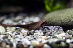 Marbled Whiptail Catfish - Loricaria simillima