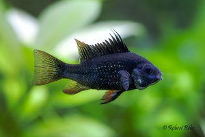 Mikrogeophagus ramirezi - Black Knight Ram
