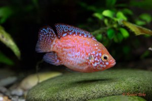 Balloon Jewel Cichlid - Hemichromis bimaculatus