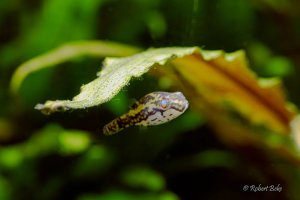 Red Eyed Puffer - Carinotetraodon lorteti
