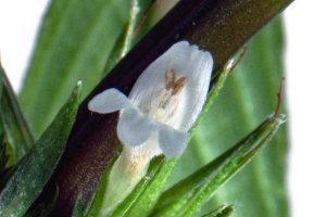 Blue Hygrophila - Hygrophila angustifolia