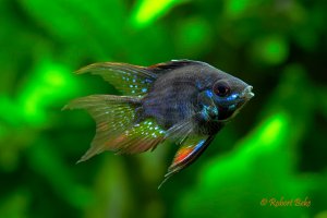 Black Knight Balloon Ram - Mikrogeophagus ramirezi