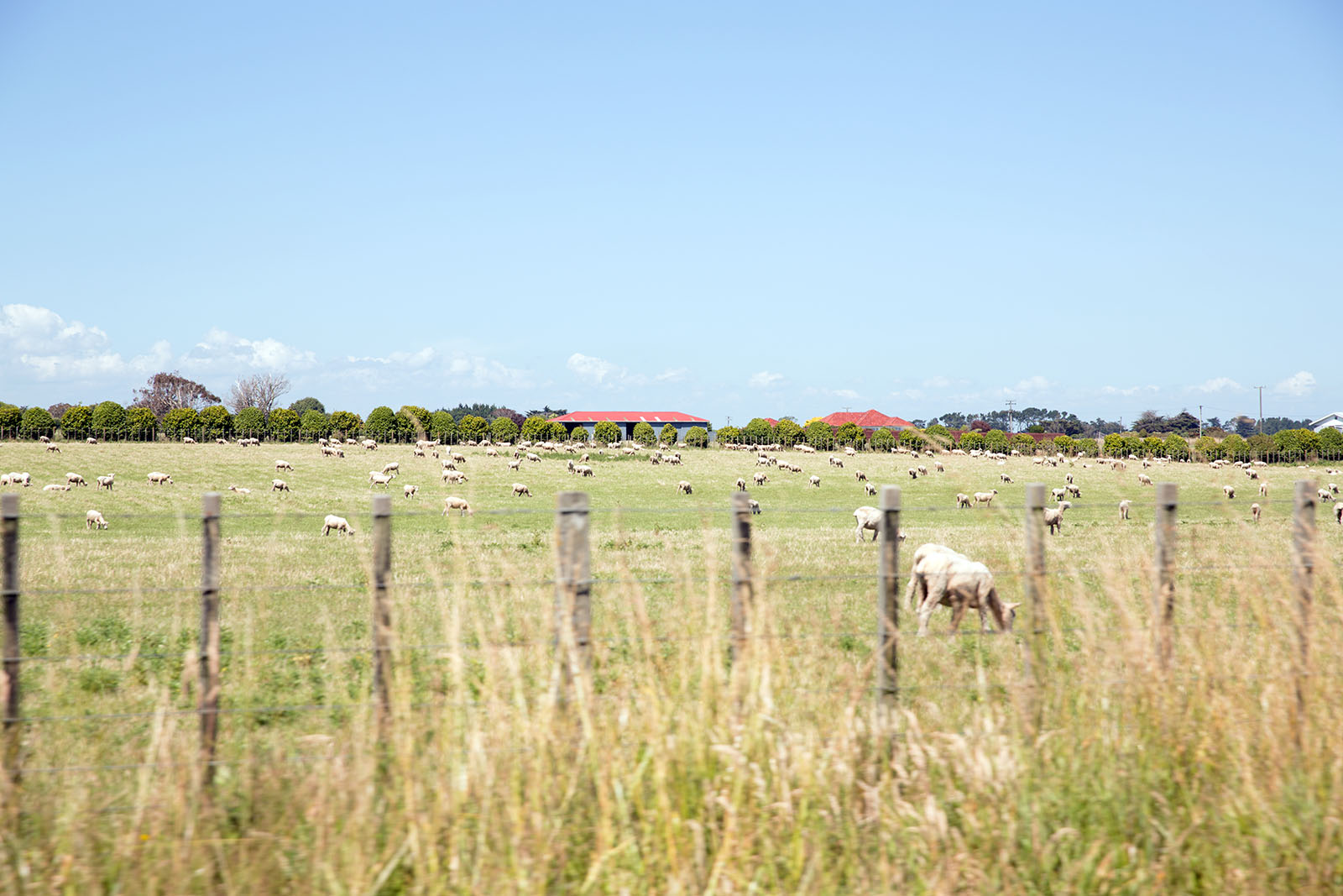 A flock of sheep