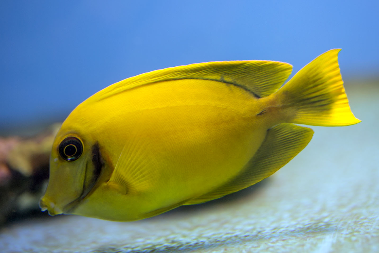 Acanthurus pyroferus - Chocolate tang