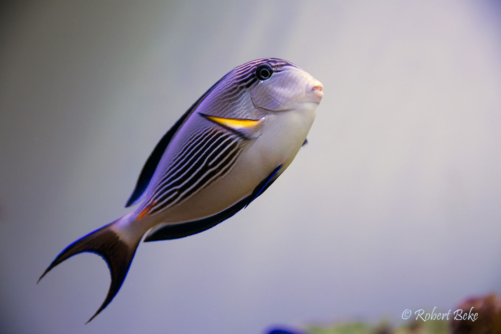 Acanthurus sohal - Sohal surgeonfish