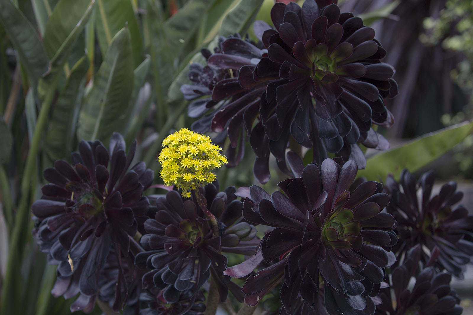 Aeonium arboreum 'Schwarzkopf'