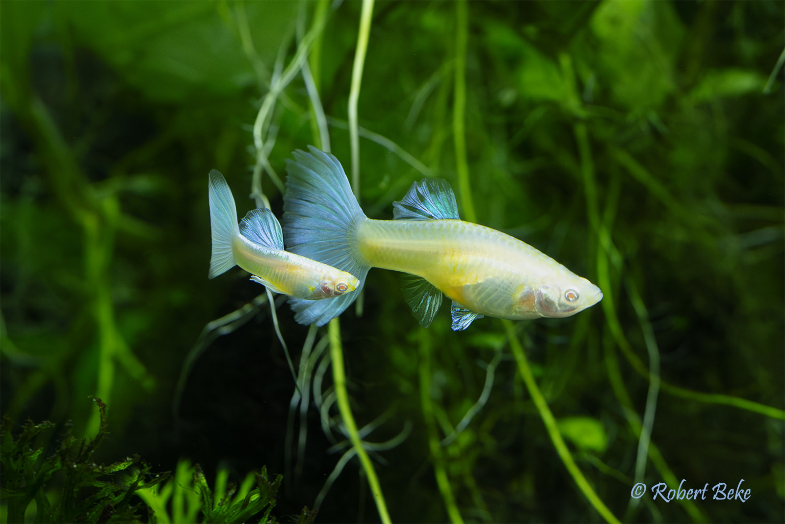 Albino Japan Blue Guppy - Poecilia reciculata