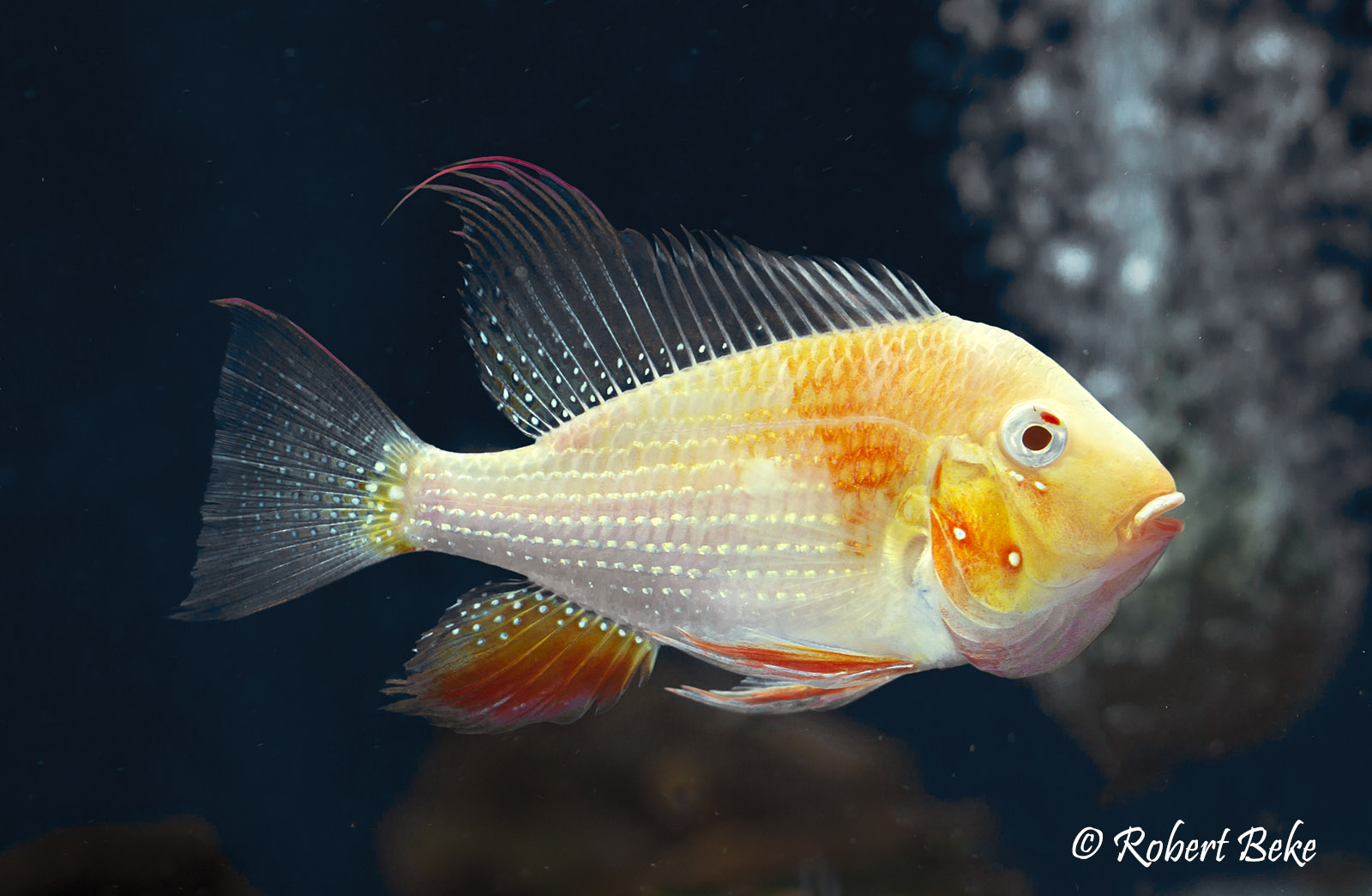 Albino Threadfin Acara - Acarichthys heckelii