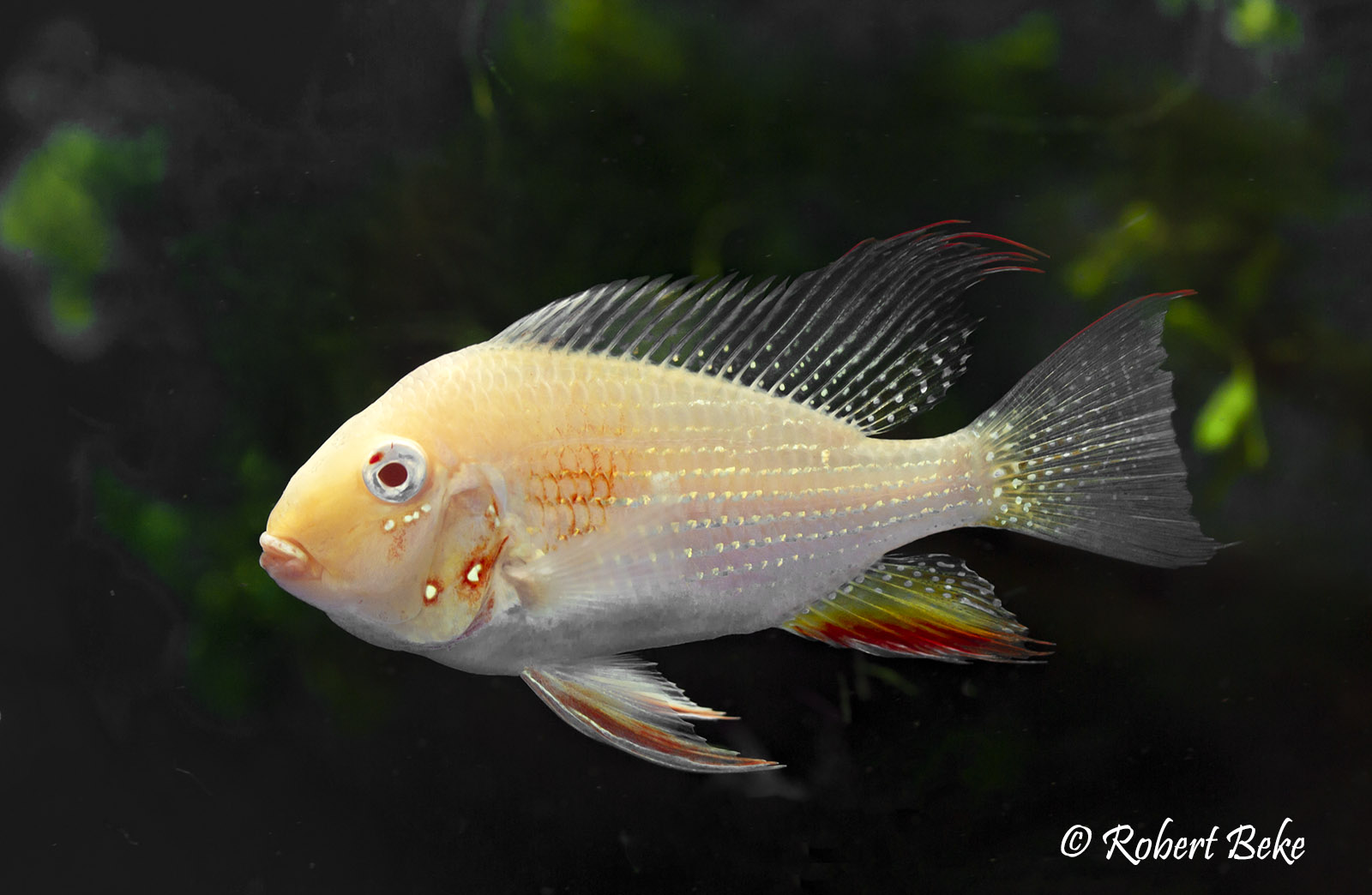 Albino Threadfin Acara - Acarichthys heckelii