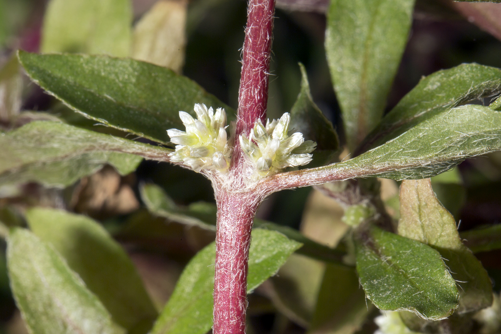 Alternanthera reineckii - Red Hygrophila