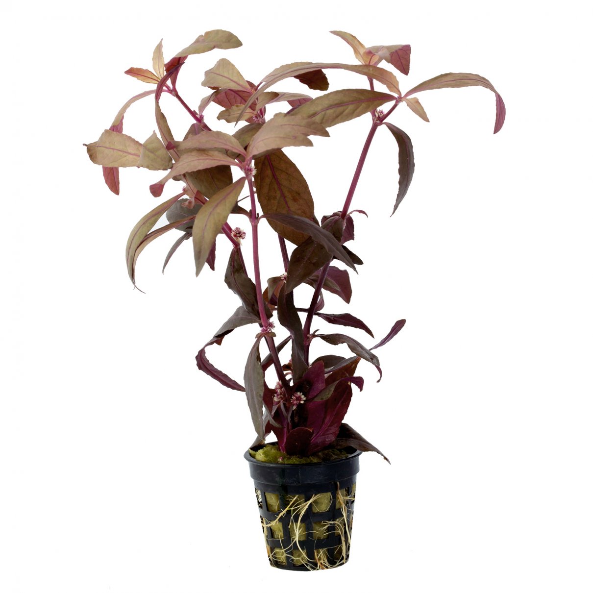 Alternanthera Sessilis - Rubra