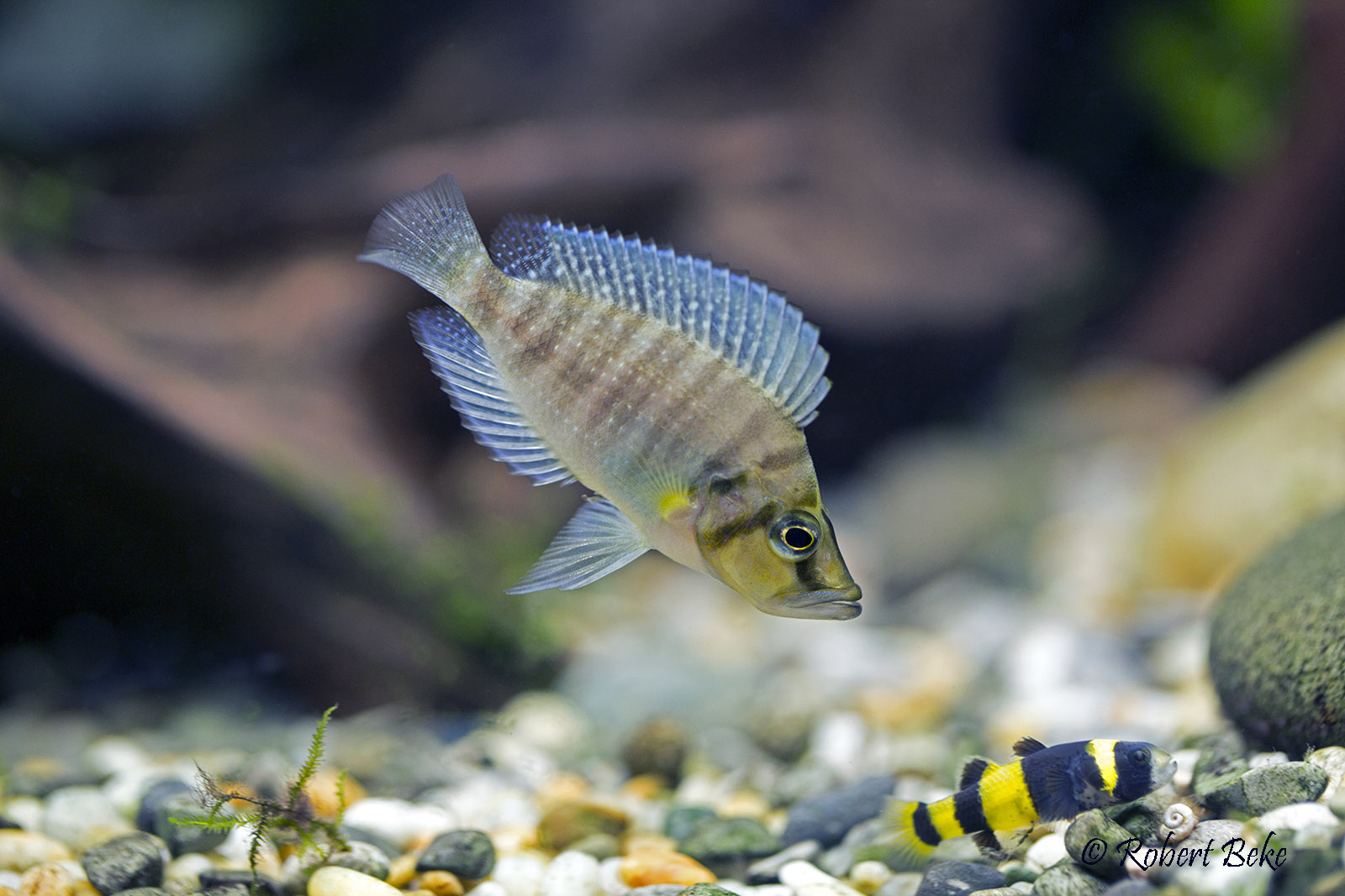 Altolamprologus compressiceps