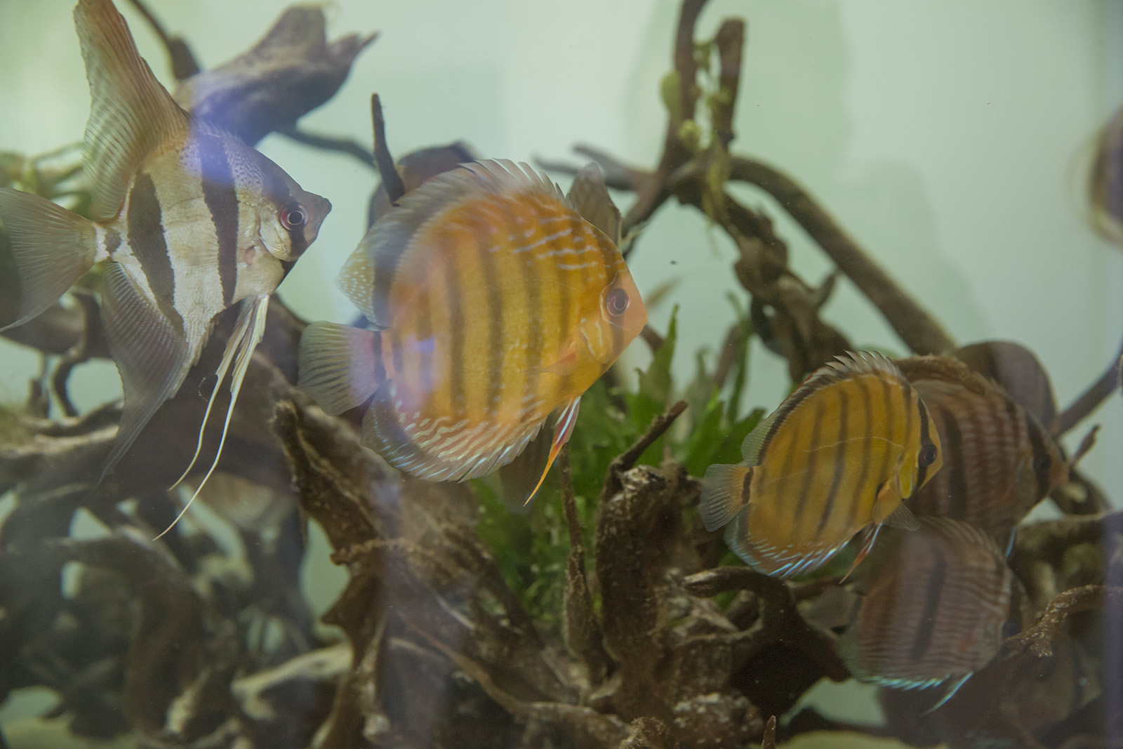 Altum angelfish and wild discus