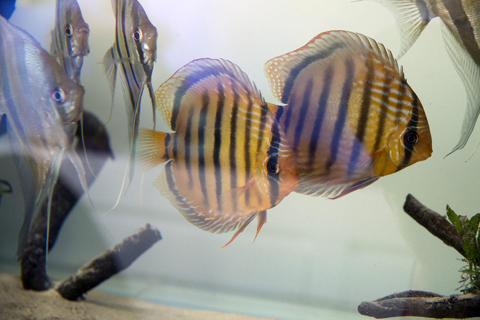 Altum angelfish and wild discus