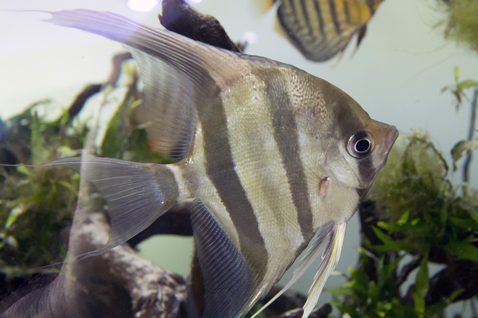 Altum angelfish and wild discus