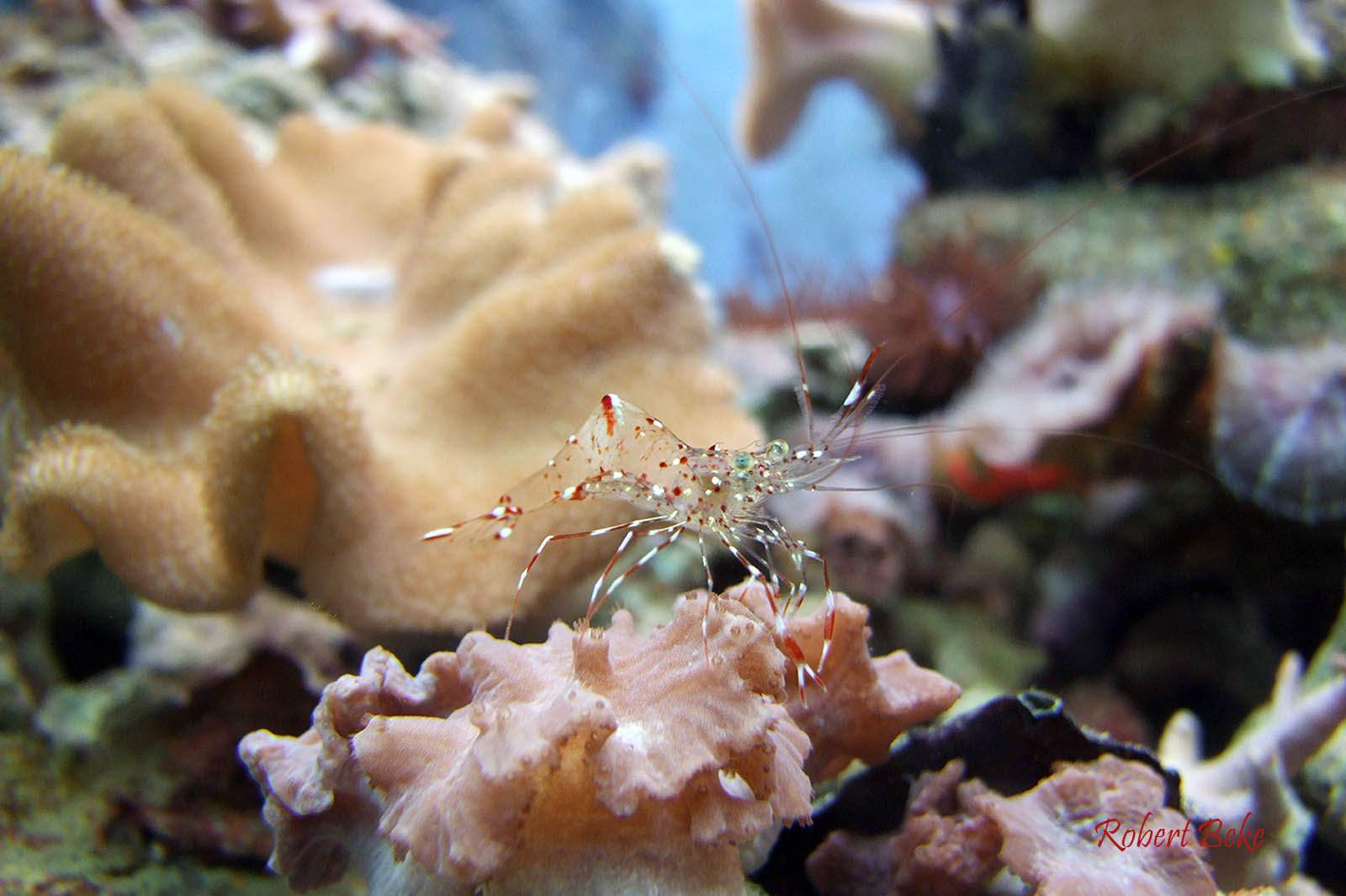 Anemone Shrimp