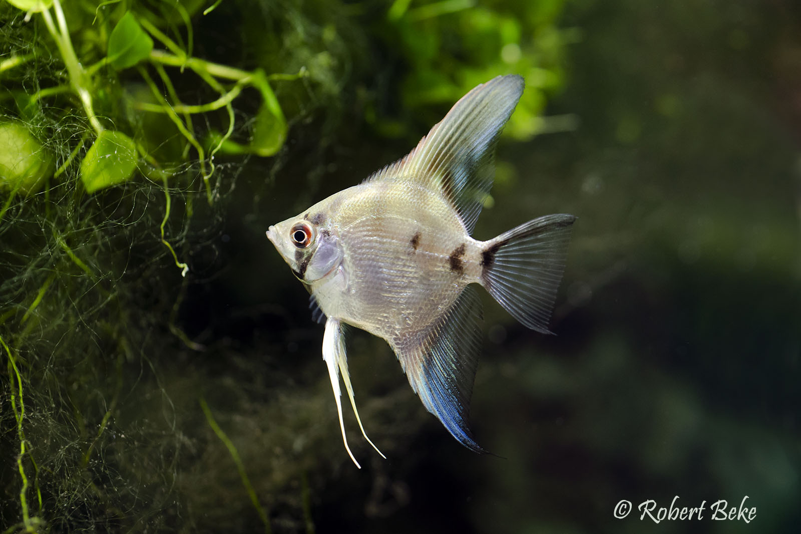 Angelfish - Pterophyllum scalare